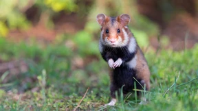 Kurz vor zwölf für den Feldhamster