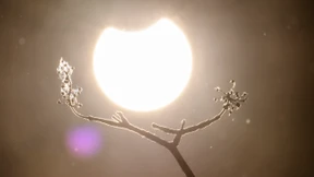 Haben Pflanzen ein Bewusstsein?