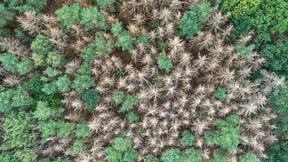 Kabinett entscheidet nächste Woche über Klimaprogramm