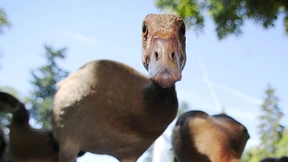 Nilgänse trüben Badespaß