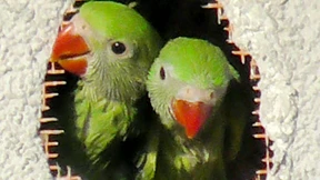 Papageien-Küken überleben hinter Bauschaum