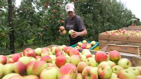 Äpfel mit Macken wandern gleich in die Kelter