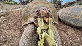 141 Jahre alte Galapagos-Riesenschildkröte gestorben