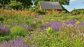 Gartendesigner Peter Korn setzt seine Pflanzen in Sandbeete