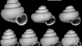 Forscher entdecken 42 winzige Schneckenarten