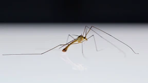 Kein Mitleid mit Rheinschnaken