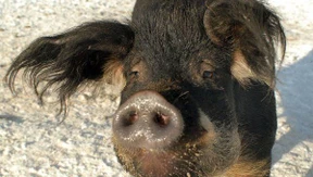 Bald Schweinebraten im Heiligen Land