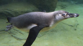 Von Mittwoch an sehen die Tiere wieder Besucher