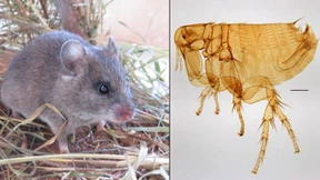 Artensterben verstärkt Krankheitsrisiko