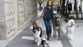 Die dunkle Seite der Vierbeiner