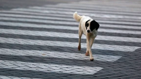 Flüchtlinge auf vier Pfoten