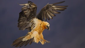 Große Klappe, viel dahinter