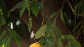 Der leidende Gärtner