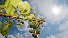 Die Weinbauern fürchten jetzt den Regen