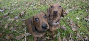 Hunde und Rabenvögel haben einen Sinn für Fairness