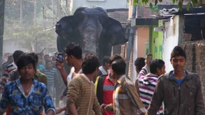 Wilder Elefant irrt durch die Stadt