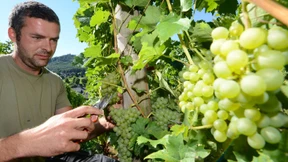 Deutscher Wein wird teurer werden