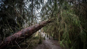86 Jahre alter Spaziergänger aus Wald gerettet