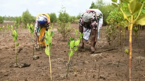 Kenia kämpft um seine Mangroven