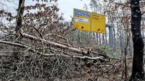Krankes Holz hat im Wald keinen Platz