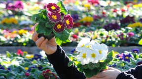 Liebesgrüße aus Chlorthalonil