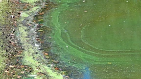 Jeder fünfte Badesee in Hessen mit Blaualgen belastet