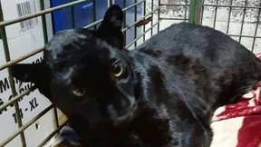 Panther aus Zoo gestohlen