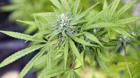 Cannabis-Aktien auf Entziehungskur