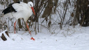 Erste Störche schon zurück in Hessen 