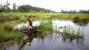 Milchbauern fürchten das Moor