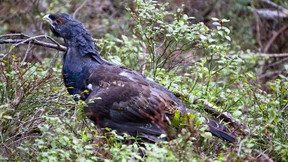Junge Männer nach Tötung von geschütztem Auerhahn verurteilt