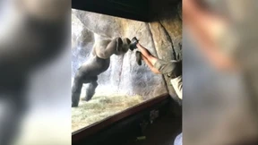 Gorilla-Gymnastik im Zoo