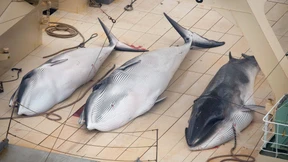 Walfangkommission will Japan von der Jagd abhalten