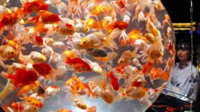 Fische wie du und ich