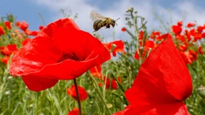 Wenig Glut, viel Asche