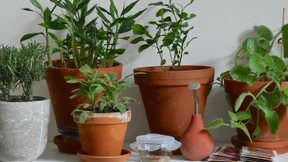 „Wer Gemüse anbaut, ernährt sich gesünder“