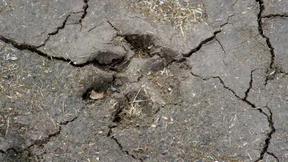 Rund 130 Hunde aus „katastrophalen Umständen“ gerettet