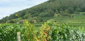 Weinterrassen und Sandsteinbrüche