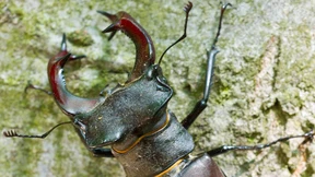 Hirschkäfer, Spechte und Fledermäuse