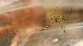 Angst vor Spinnen und Schlangen anscheinend angeboren