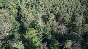 Der Frankfurter Stadtwald stirbt