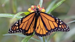 Ein Roboter, der wie ein Schmetterling fliegt