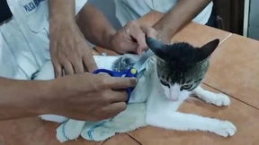 Polizei fasst Katze, die als Drogenkurier unterwegs war