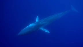 Walgesänge helfen bei der Erkundung des Meeresbodens