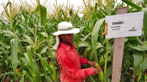 Monsanto verlangt bis zu 7 Milliarden Dollar mehr von Bayer