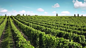 Ist Riesling nur etwas für Kenner?