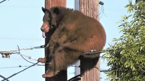 Bär macht es sich auf Strommast gemütlich