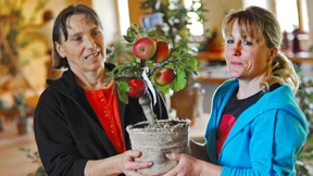Ein Apfelbaum für den Balkon