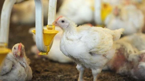 Wollt ihr den Tierschutz?