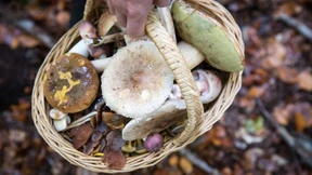 Die Sammler schießen wie Pilze aus dem Boden
